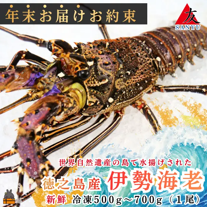 《年末お届けお約束》新鮮なまますぐ冷凍!!徳之島産冷凍伊勢海老1尾（500g~700g） （ 伊勢えび イセエビ 伊勢えび 伊勢エビ えび エビ 海老 鍋 サンユウ ）