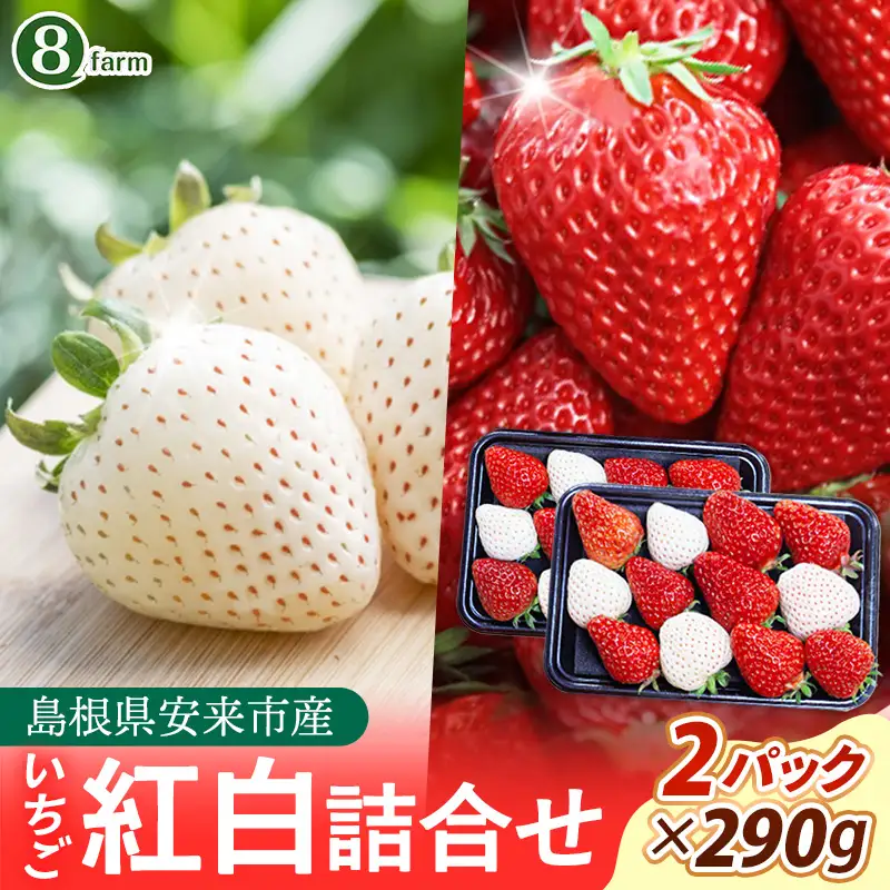 【先行予約】イチゴ「紅白詰合せ」２パック【 約290g×2パック 白乙女 紅ほっぺ 食べ比べ いちご 苺 ストロベリー 冷蔵 安来市産】【10-FA-14】