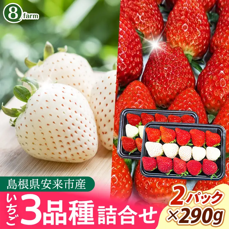 【先行予約】イチゴ「三品種詰合せ」２パック（白イチゴ入）【 約290g×2パック 白乙女 おまかせ 3品種 食べ比べ いちご 苺 ストロベリー 冷蔵 安来市産】【11-FA-15】