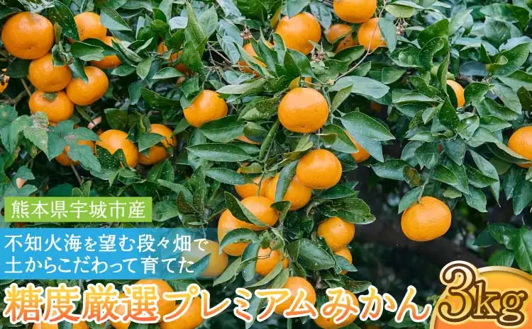 令和8年熊本地震復興支援 不知火海を望む段々畑で、土からこだわって育てた糖度厳選プレミアム みかん 約3kg【2026年10月上旬～2027年2月下旬発送予定】