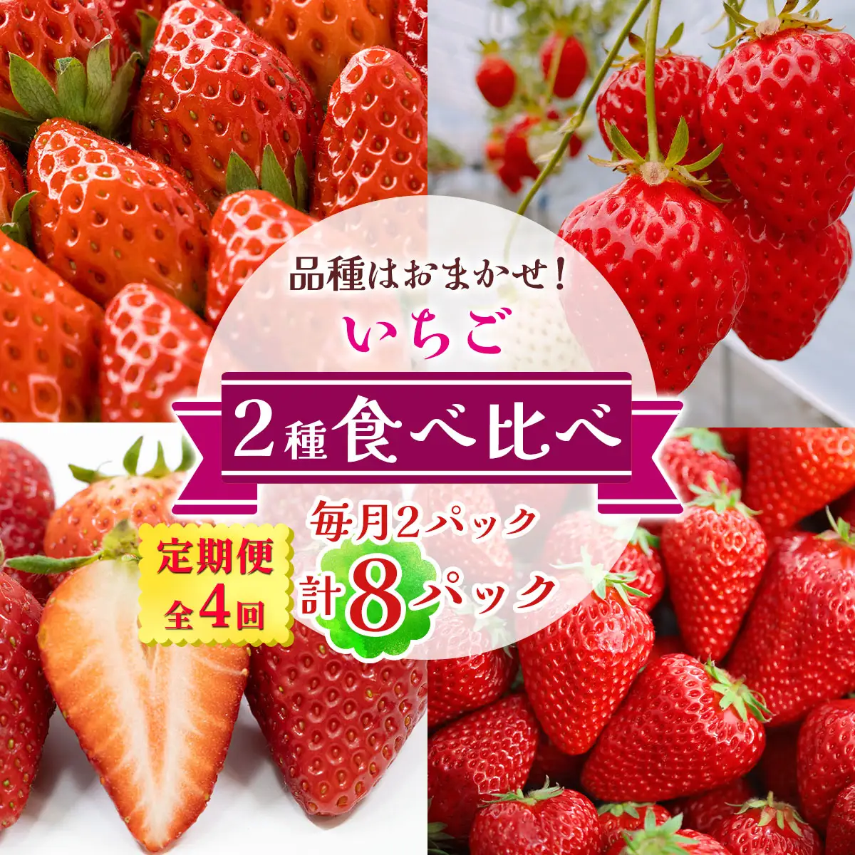 [定期便／全4回] いちご 2種 (2パック) 食べ比べセット 毎月お届け 12月から3月発送 [3373]