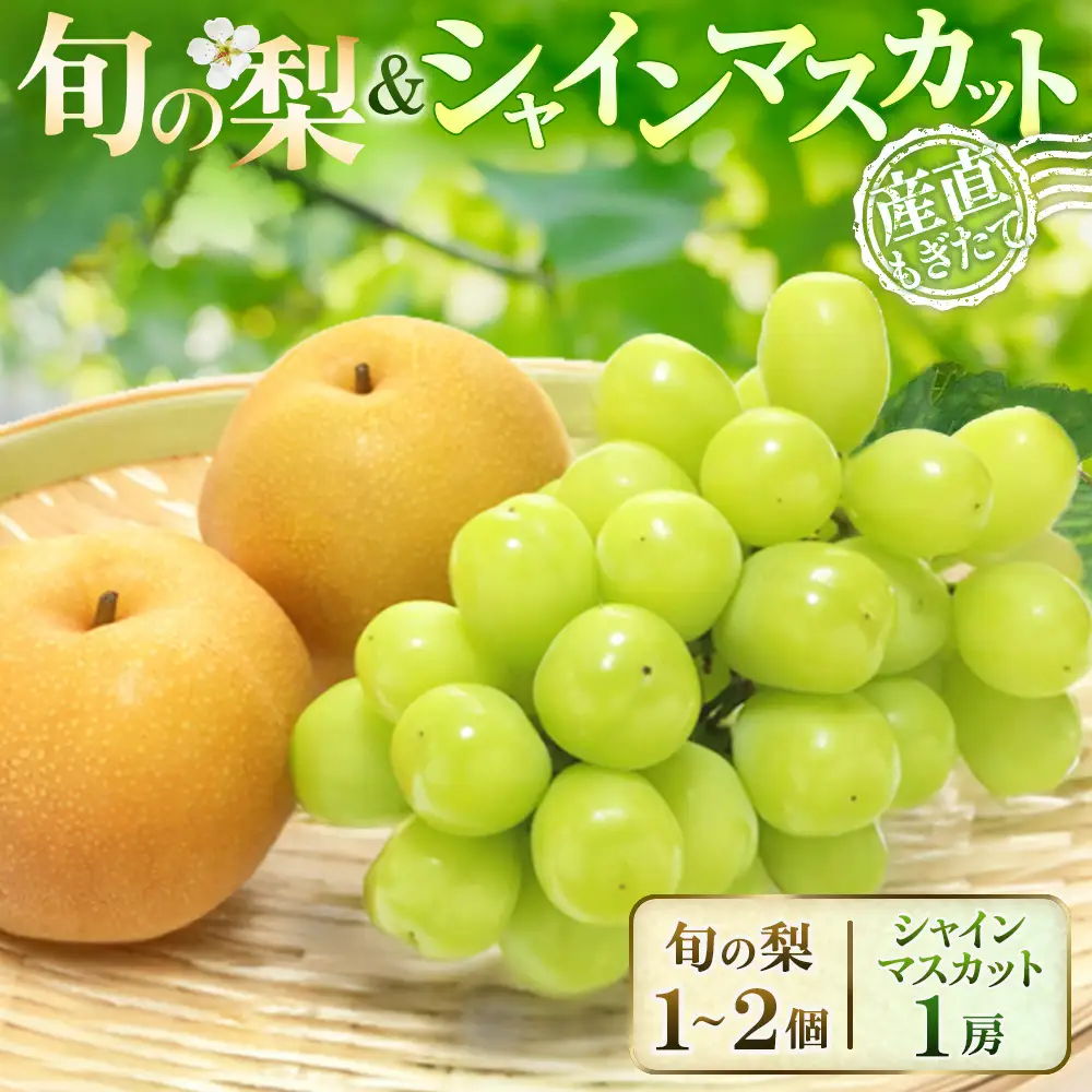 シャインマスカット 1房＆旬の梨 食べ比べセット ぶどう 梨
