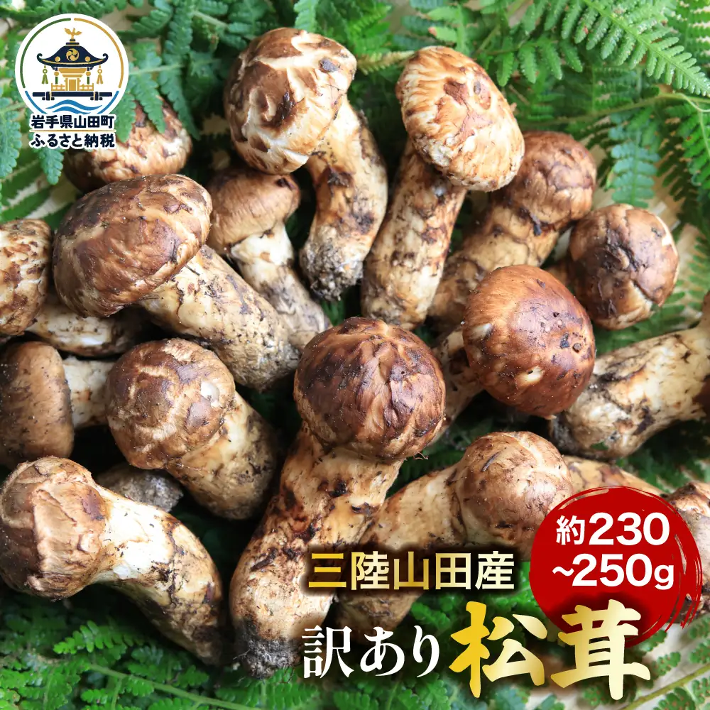 【訳あり】松茸 約230～250g 松茸