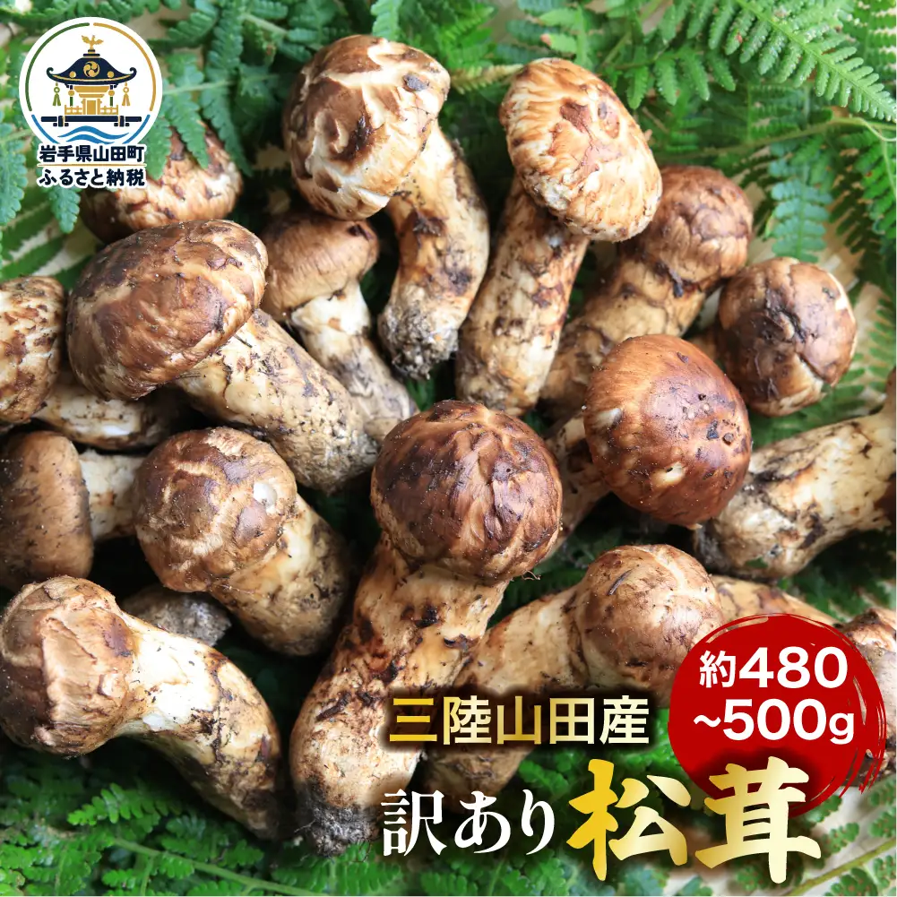 【訳あり】松茸 約480～500g 松茸