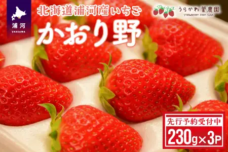 【先行受付開始！】北海道浦河産いちご「かおり野」230g×3P[13-113]