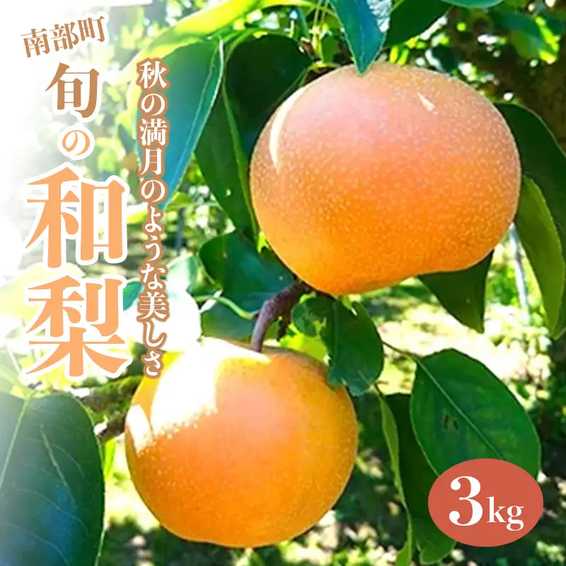 秋の満月のような美しさ、旬の和梨 約3kg ≪沼畑総合ファーム≫ フルーツ王国 フルーツ 旬 果物 和梨 なし 梨 ナシ 青森県 三戸 南部町 F21U-598
