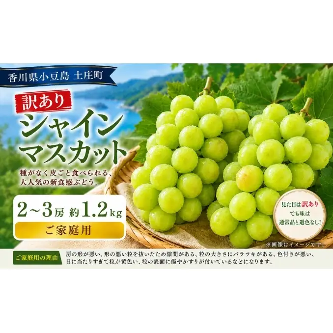 訳あり シャインマスカット  2～3房 約1.2kg マスカット フルーツ 果物 香川県 土庄町
