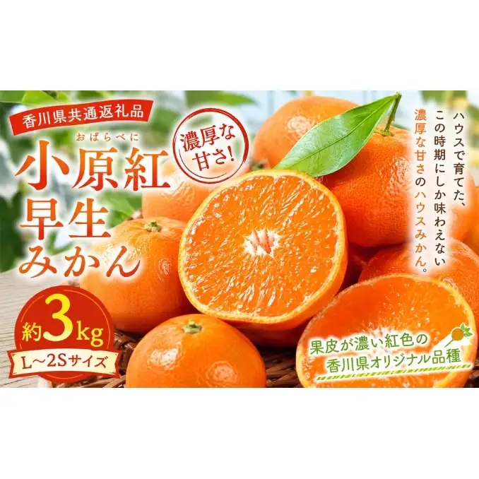小原紅早生みかん  約3kg みかん フルーツ 果物 香川県 土庄町