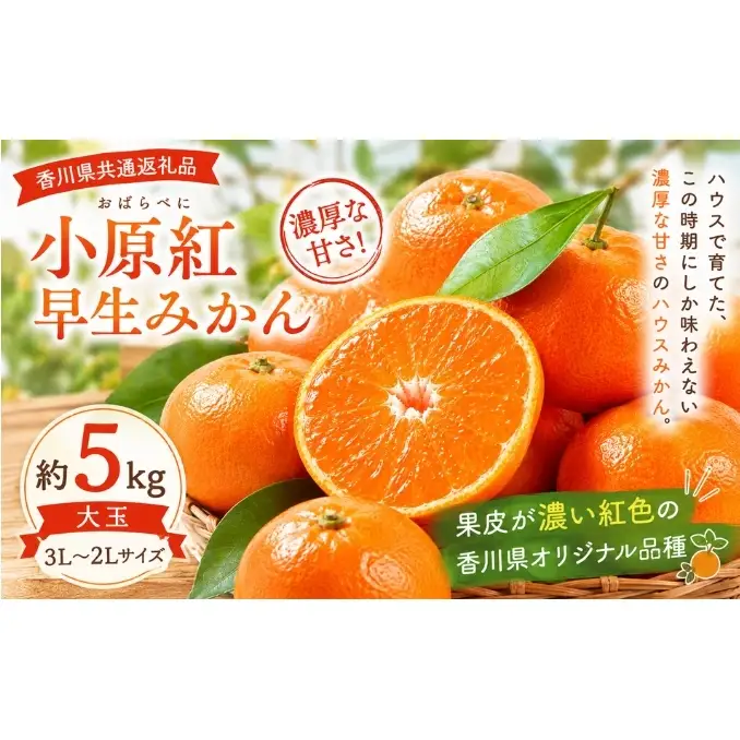 みかん 小原紅早生 大玉 約5kg 3L～2Lサイズ 香川県産 国産 小豆島 瀬戸内 小原紅早生みかん 早生みかん ハウスみかん ハウス栽培 紅みかん 紅色 品種登録 香川県オリジナル 柑橘 かんきつ 果物 冬の果物 大玉みかん 箱買い 小豆島みかん 香川県 土庄町