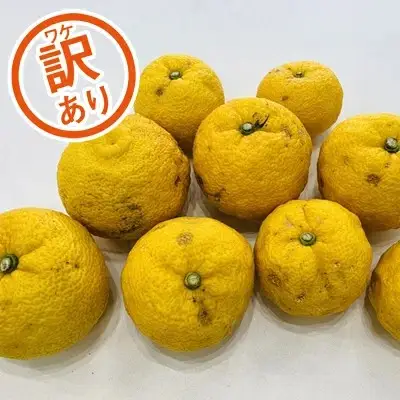 【先行予約】訳あり みかん職人の柚子（ゆず）3kg ユズ ゆず 柚子 柑橘 フルーツ かんきつ みかん 訳あり 家庭用 えひめ  愛媛県 愛南町 みかん職人武田屋