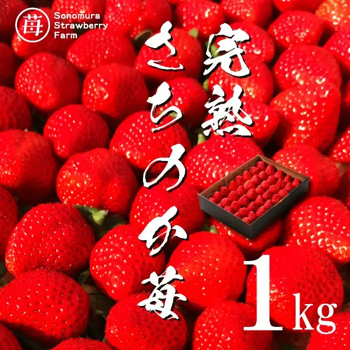 【先行受付】1月発送【農家直送】熊本県宇土市産 完熟さちのか苺 1kg(500g×2箱) _U74-0045_01