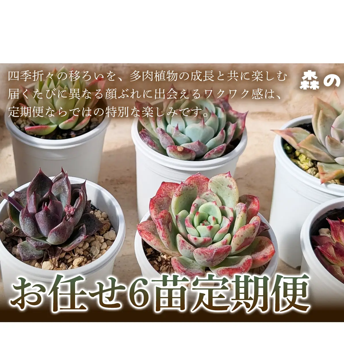 【何が届くかお楽しみ！】色づきの美しい多肉植物お任せ6苗6か月定期便  多肉植物 多肉 植物 家庭菜園 初心者 簡単 厳選 無加温 お任せ 苗 美しい ハウス 色鮮やか 輸入苗 名張市特有 盆地気候 三重県 名張市