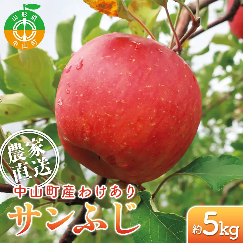 農家直送 令和8年度産 中山町産 わけあり「サンふじ」約5kg りんご リンゴ 林檎 デザート フルーツ 果物 くだもの 果実 食品 中山町 山形県 F4A-1044