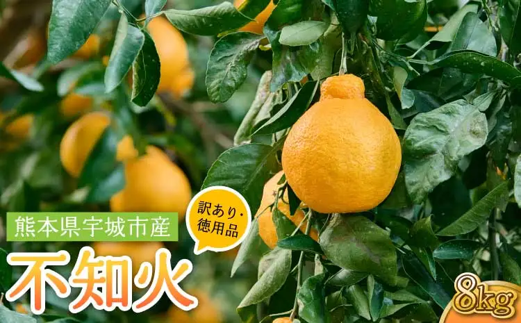 令和8年熊本地震復興支援 先行予約【訳あり・徳用品】熊本県不知火産 不知火 約8kg（傷み補填分含み計8.5㎏入り）【2027年2月上旬から4月下旬頃発送予定】