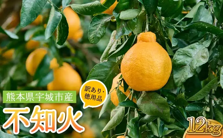 令和8年熊本地震復興支援 先行予約【訳あり・徳用品】熊本県不知火産 不知火 約12kg（傷み補填分含み計12.5㎏入り）【2027年2月上旬から4月下旬頃発送予定】