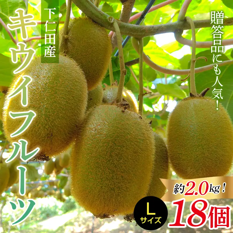 ＜先行予約＞【3年連続受賞】「A品数量限定」下仁田町産キウイフルーツ約2.0kg（1玉Lサイズ115g以上） キウイ フルーツ キウイ デザート 果物 贈答品としても人気！ F21K-729