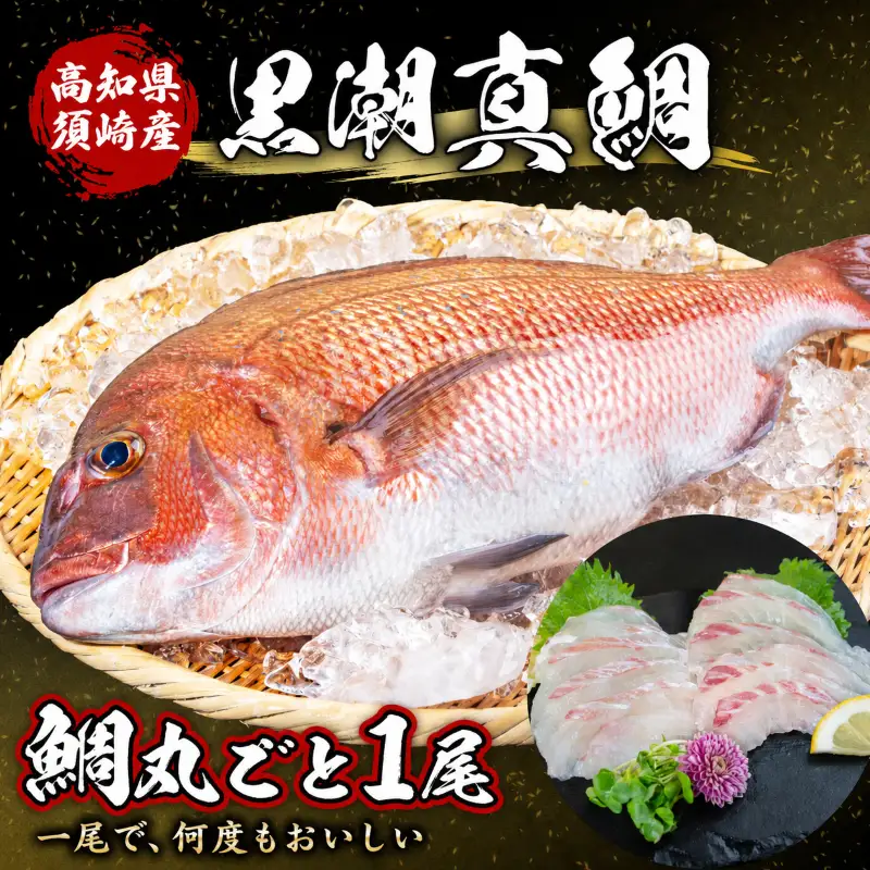 高知県 須崎市産 真鯛  まるごと 1尾 