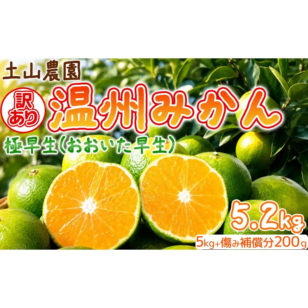【訳あり】温州みかん 極早生 5kg＋傷み補償分200g 家庭用 (大分早生)【土山農園】 先行予約 柑橘類 フルーツ 9月 ＜050-008＞