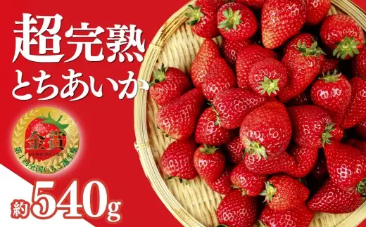 いちご【1月以降発送】朝採れとちあいか レギュラー 約270g×2パック 合計 約540g | いちご 栃木県 茂木町