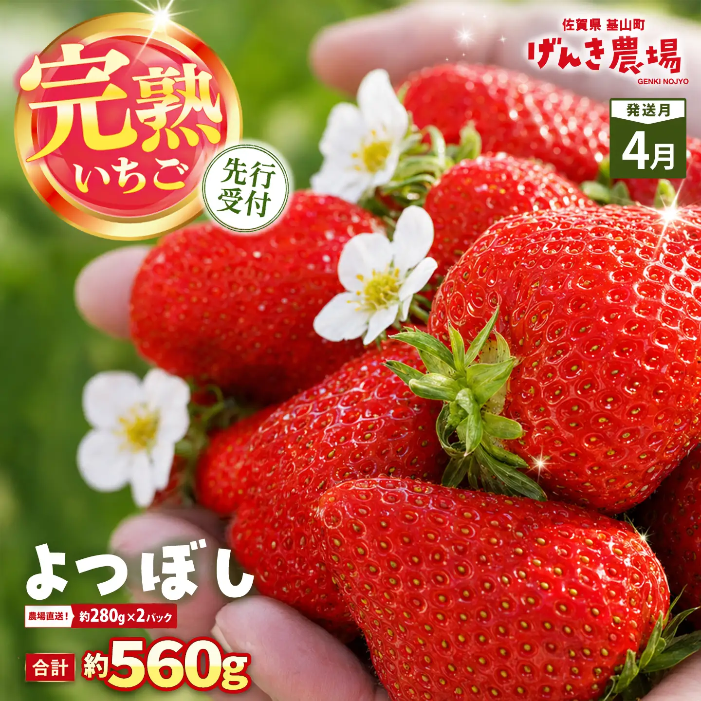 【2027年4月発送】【先行予約】【農場直送！】よつぼし(約280g×2P) K100103