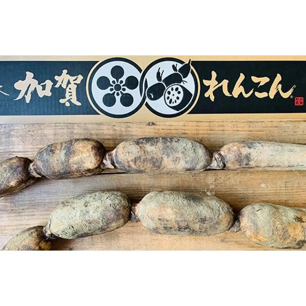 加賀れんこん　1kg以上2本入