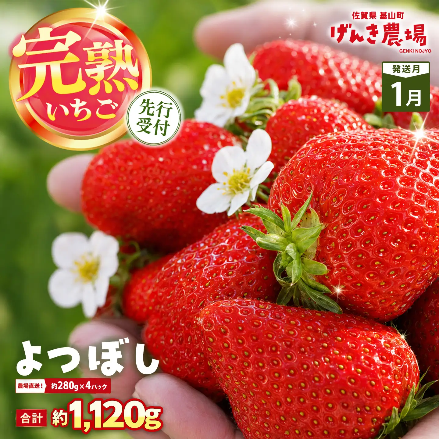 【2027年1月発送】【先行予約】【農場直送！】よつぼし(約280g×4P) K100068