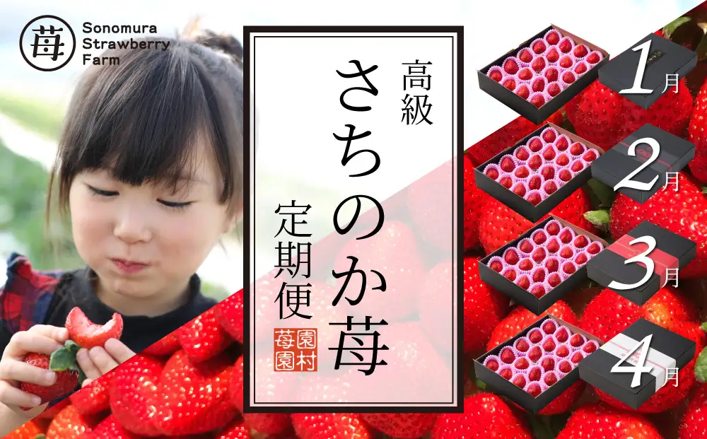 【先行受付】園村苺園　高級いちご「さちのか苺」約500ｇ_4回発送(1月～4月)_U74-T048_4