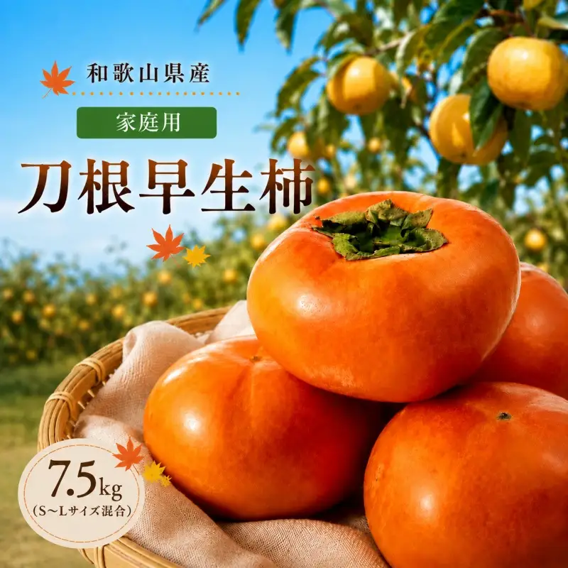 刀根早生柿（とねわせかき） 7.5kg 家庭用 S~L サイズ混合 / 種なし カキ 甘い 美味しい 紀美野町産 ※2026年9月中旬～10月中旬頃に順次発送予定【skg504-c-tone-7d5】