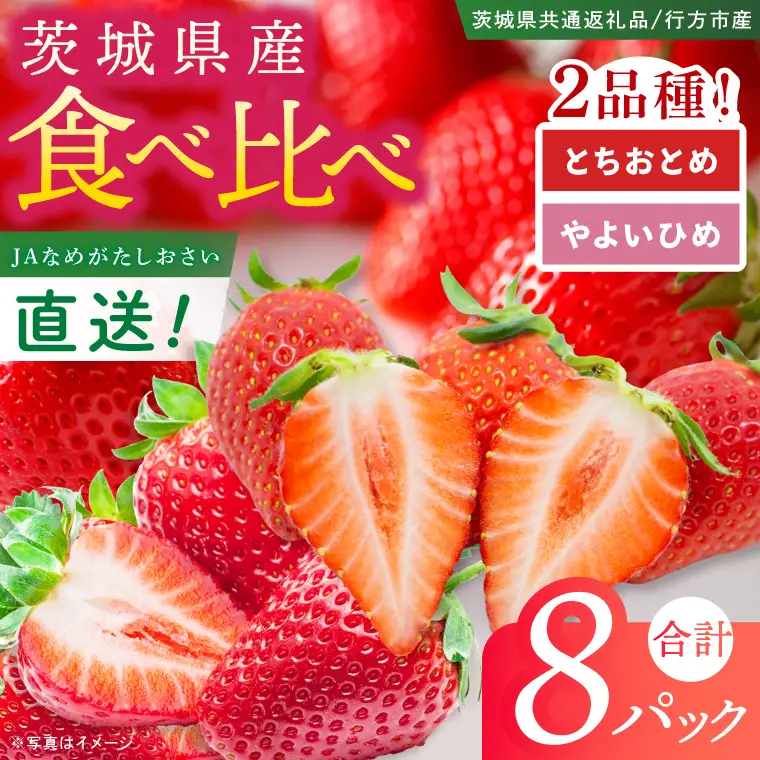 いちご とちおとめ やよいひめ イチゴ 苺 食べ比べ JAなめがたしおさい直送 大粒 酸味 甘さ 減農薬 果物 フルーツ 冬 旬 【茨城県共通返礼品/行方市産】【先行予約｜2026年1月上旬より順次発送】(96-12)