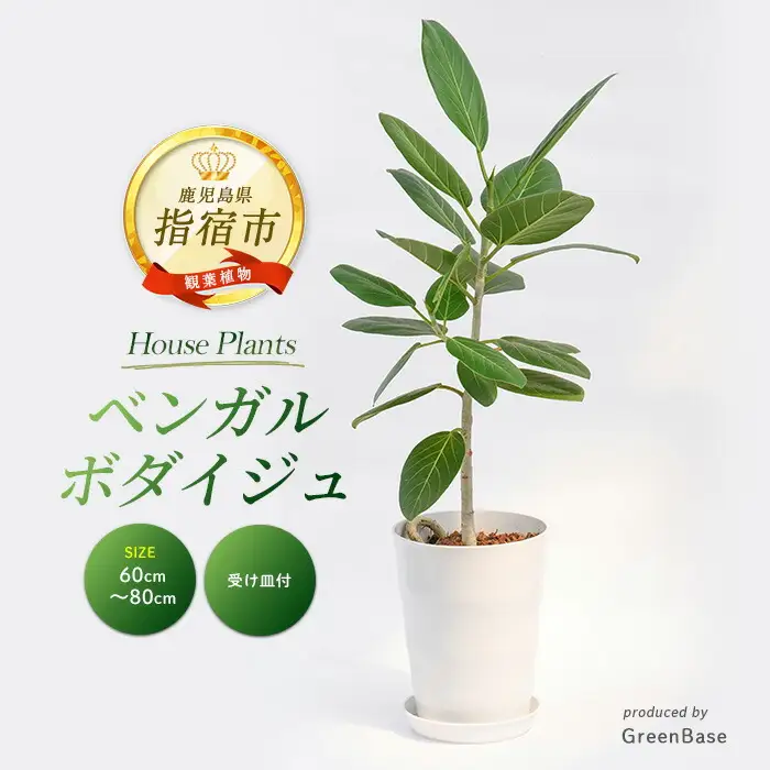 観葉植物 ベンガルボダイジュ フィッカス ベンガレンシス 60cm～80cm Green Base IB003-047 観葉植物 観葉植物