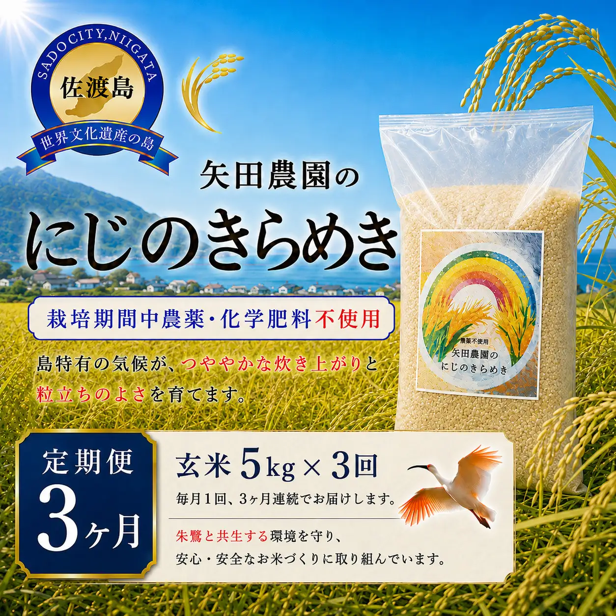 【3か月定期便 令和8年産】佐渡産にじのきらめき 玄米(5kg×3回) 栽培期間中 農薬・化学肥料不使用 矢田農園