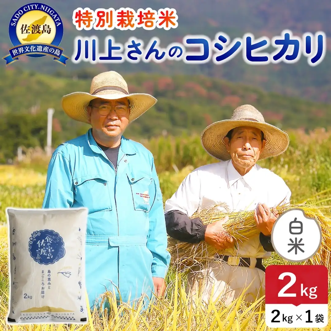 令和8年産 佐渡島産ミルキークイーン 白米2kg 特別栽培米 195962-071102