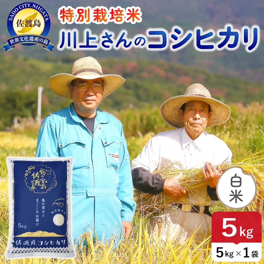 令和8年産 佐渡島産川上さんのコシヒカリ 白米5kg 特別栽培米 195962-111302