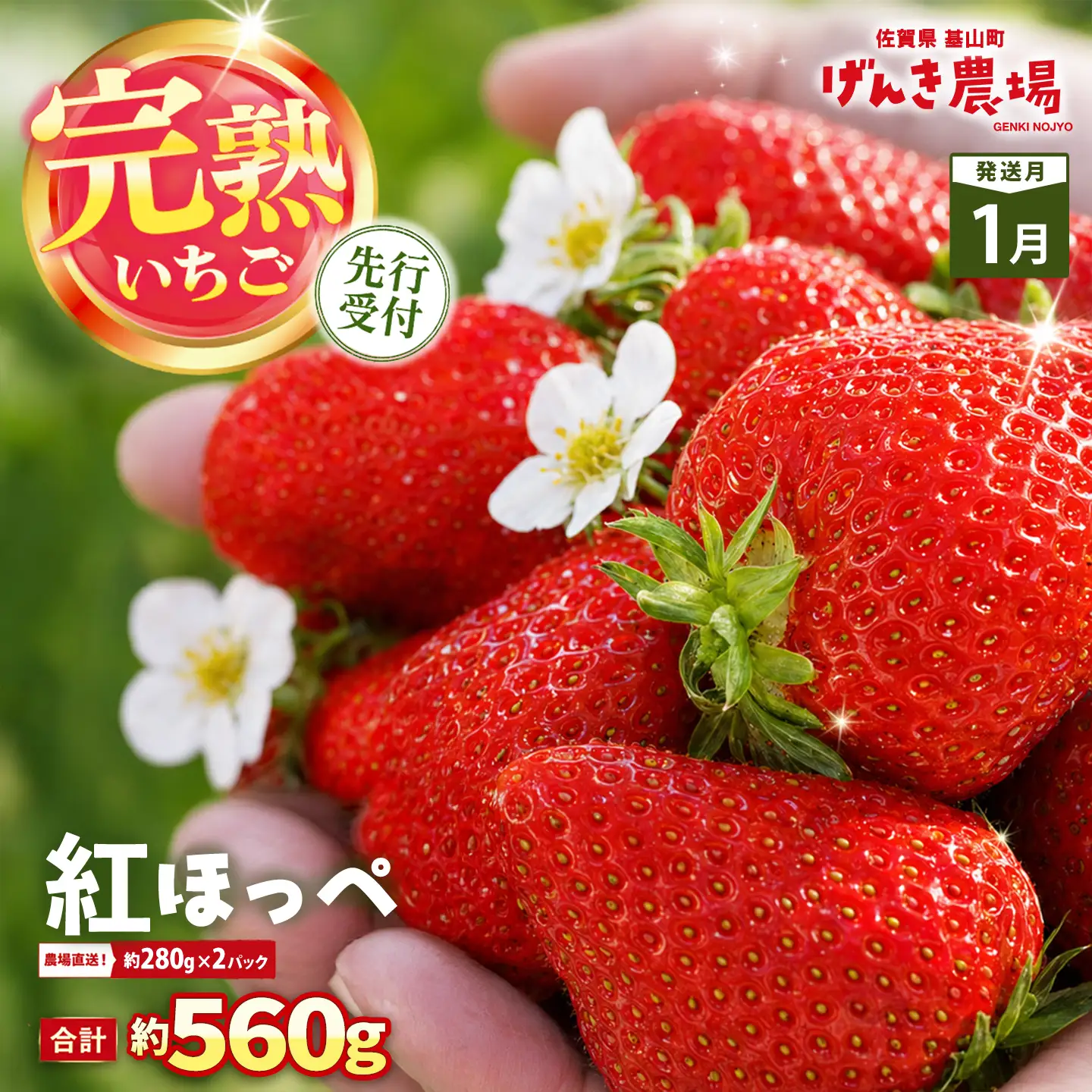 【2027年1月発送】【先行予約】【農場直送！】紅ほっぺ(約280g×2P) K100071