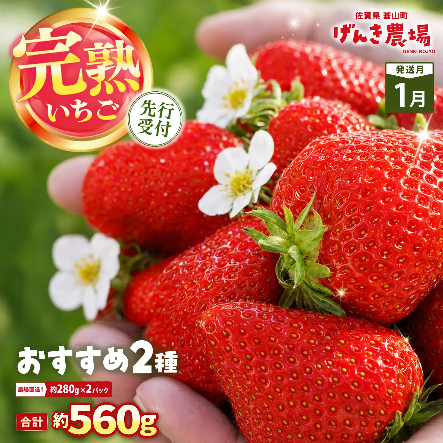 【2027年1月発送】【先行予約】【農場直送！】いちご2品種食べ比べ(約280g×2P) K100075