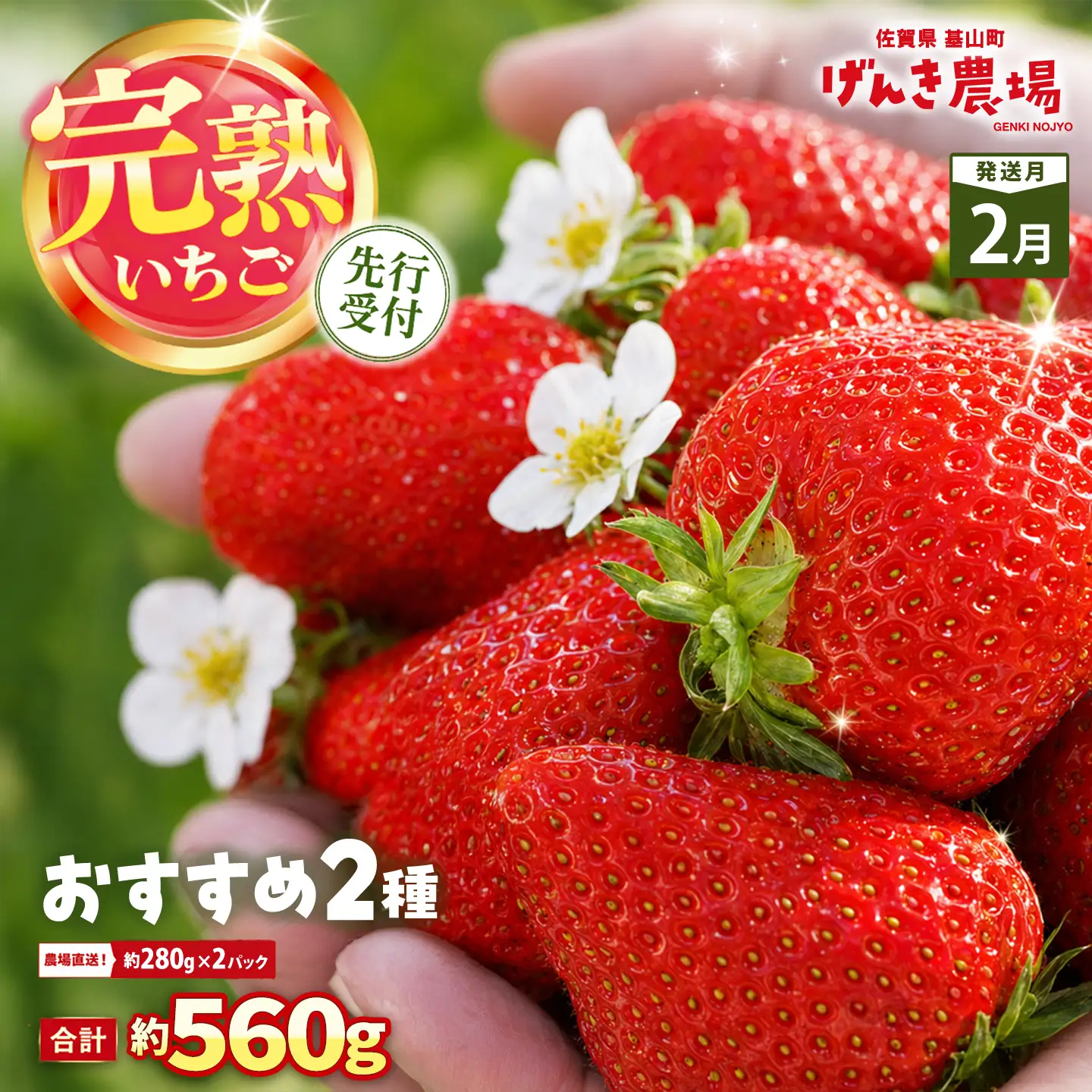 【2027年2月発送】【先行予約】【農場直送！】いちご2品種食べ比べ(約280g×2P) K100087