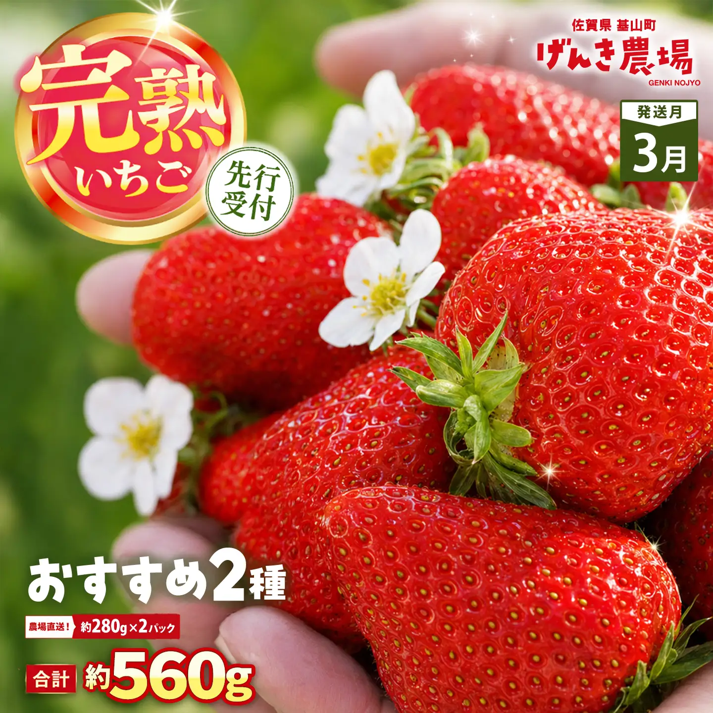 【2027年3月発送】【先行予約】【農場直送！】いちご2品種食べ比べ(約280g×2P) K100099