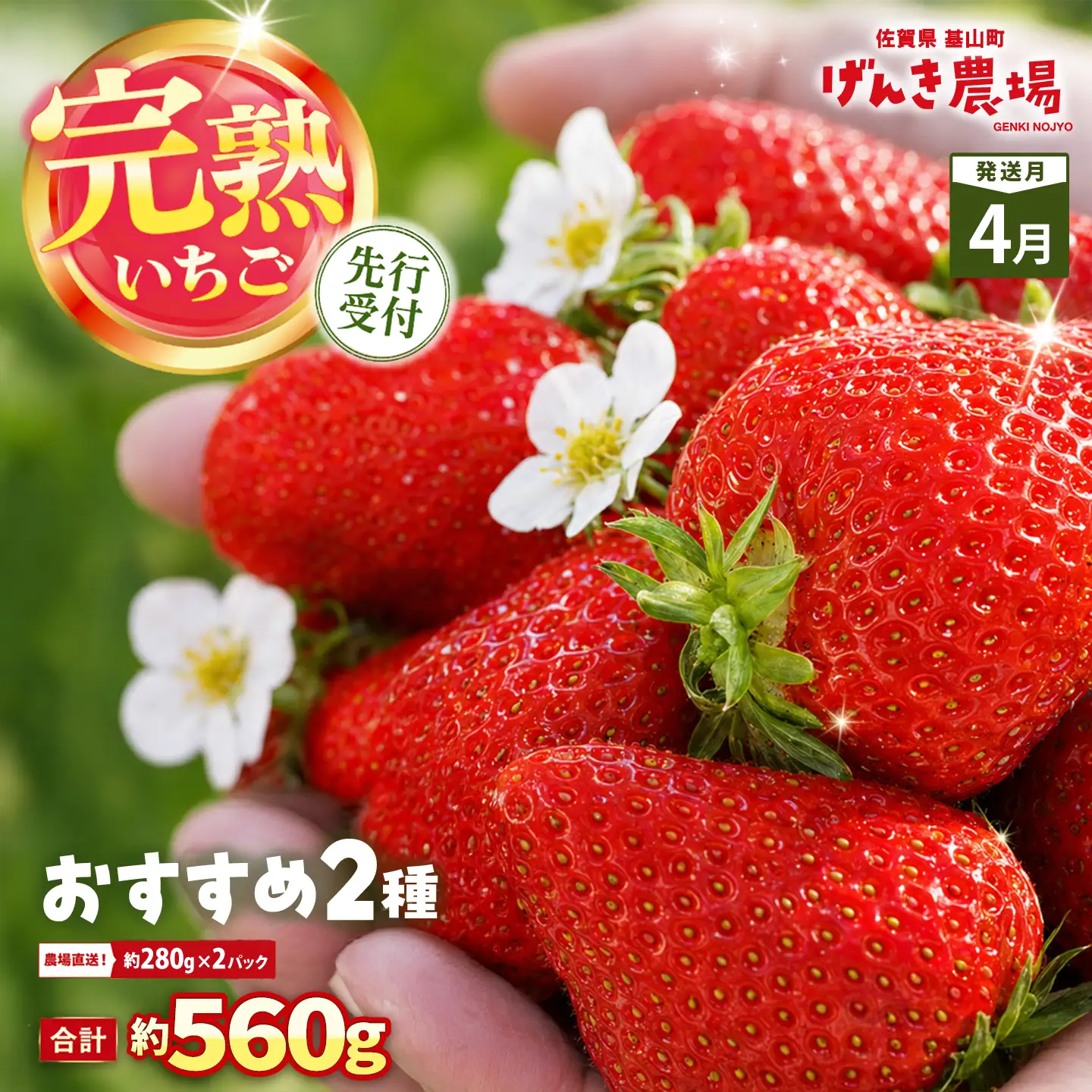 【2027年4月発送】【先行予約】【農場直送！】いちご2品種食べ比べ(約280g×2P) K100111