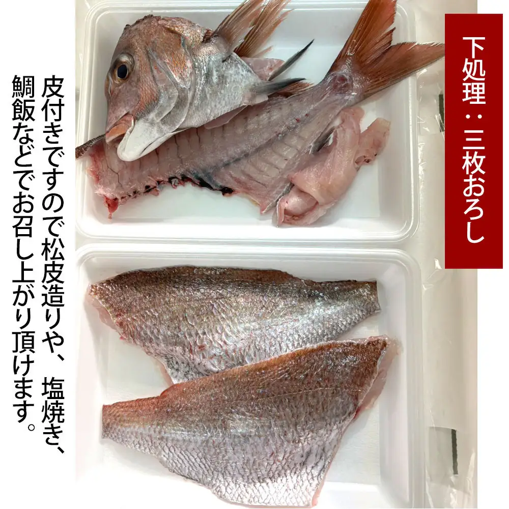 【お歳暮】【三枚おろし皮付き】活き締め真鯛1尾（約1kg）タイ たい 刺身 鍋