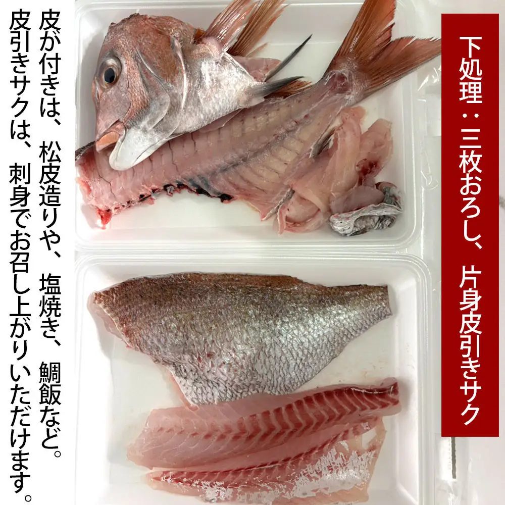 【お歳暮】【三枚おろし片身皮引きサク、片身皮付き】活き締め真鯛1尾（約1kg）タイ たい 刺身 鍋