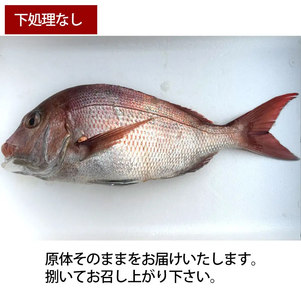 【お歳暮】【下処理なし】活き締め真鯛1尾（約1kg）タイ たい 刺身 鍋