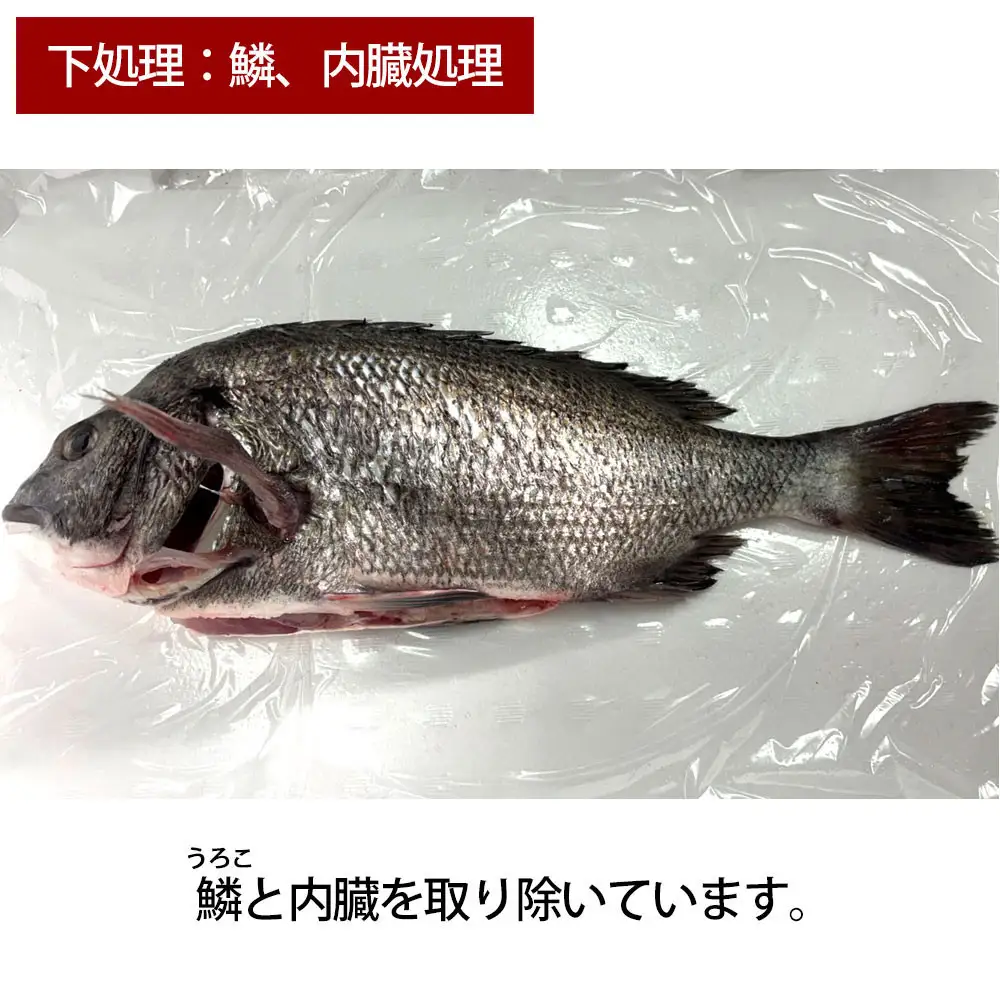 【お歳暮】【鱗、内臓処理】黒鯛 1尾（約1ｋg）ちぬ チヌ 刺身