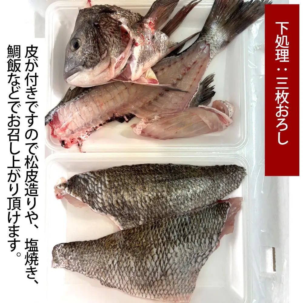 【お歳暮】【三枚おろし皮付き】黒鯛 1尾（約1ｋg）ちぬ チヌ 刺身