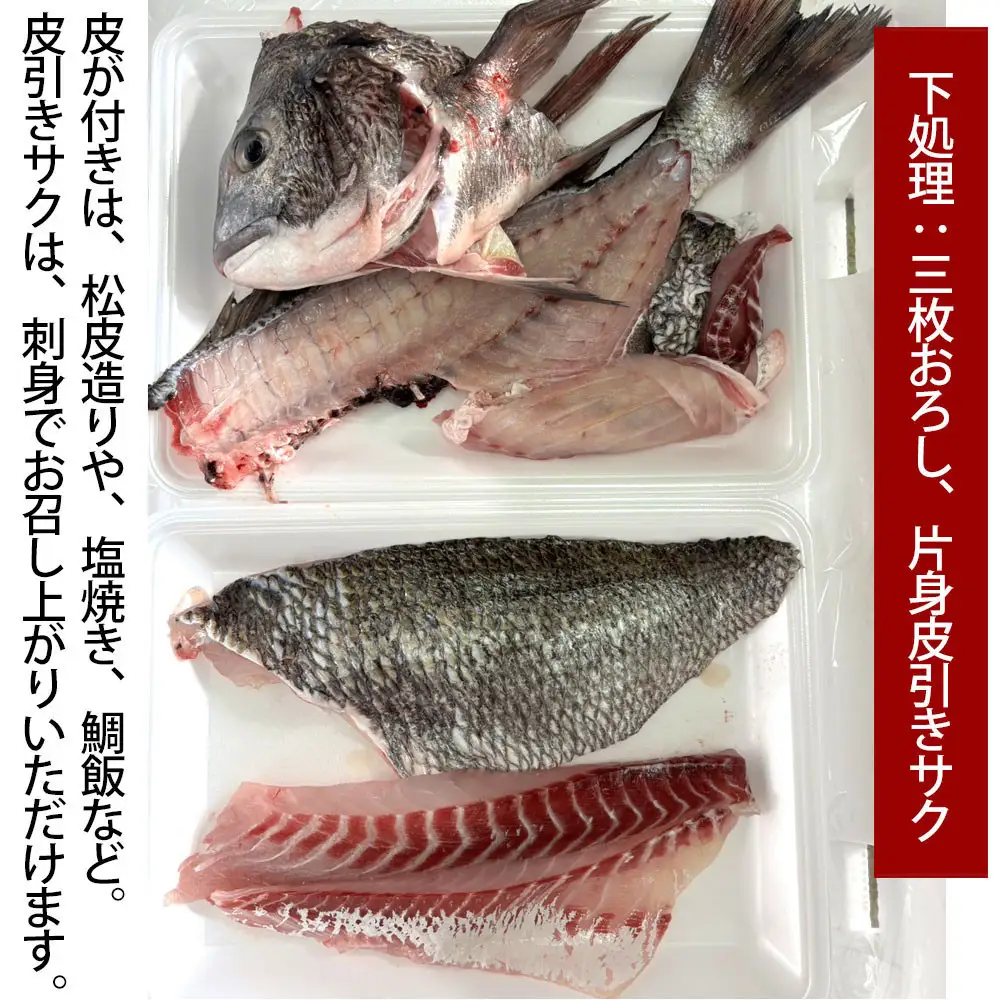 【お歳暮】【三枚おろし片身皮引きサク、片身皮付き】黒鯛 1尾（約1ｋg）ちぬ チヌ 刺身
