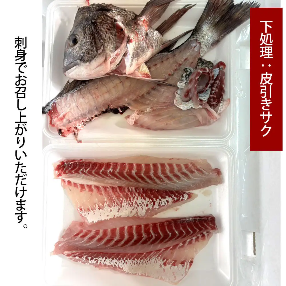 【お歳暮】【三枚おろし全て皮引きサク】黒鯛 1尾（約1ｋg）ちぬ チヌ 刺身