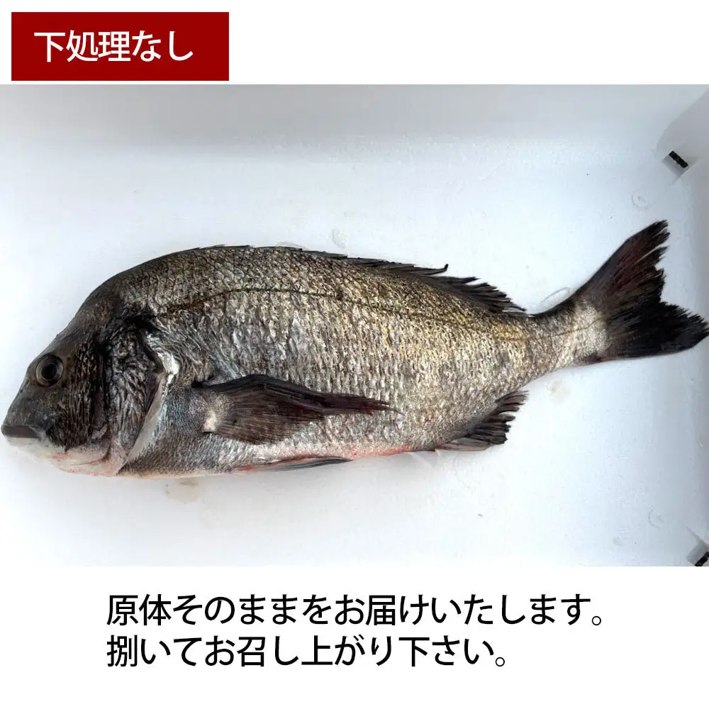 【お歳暮】【下処理なし】黒鯛 1尾（約1ｋg）ちぬ チヌ 刺身