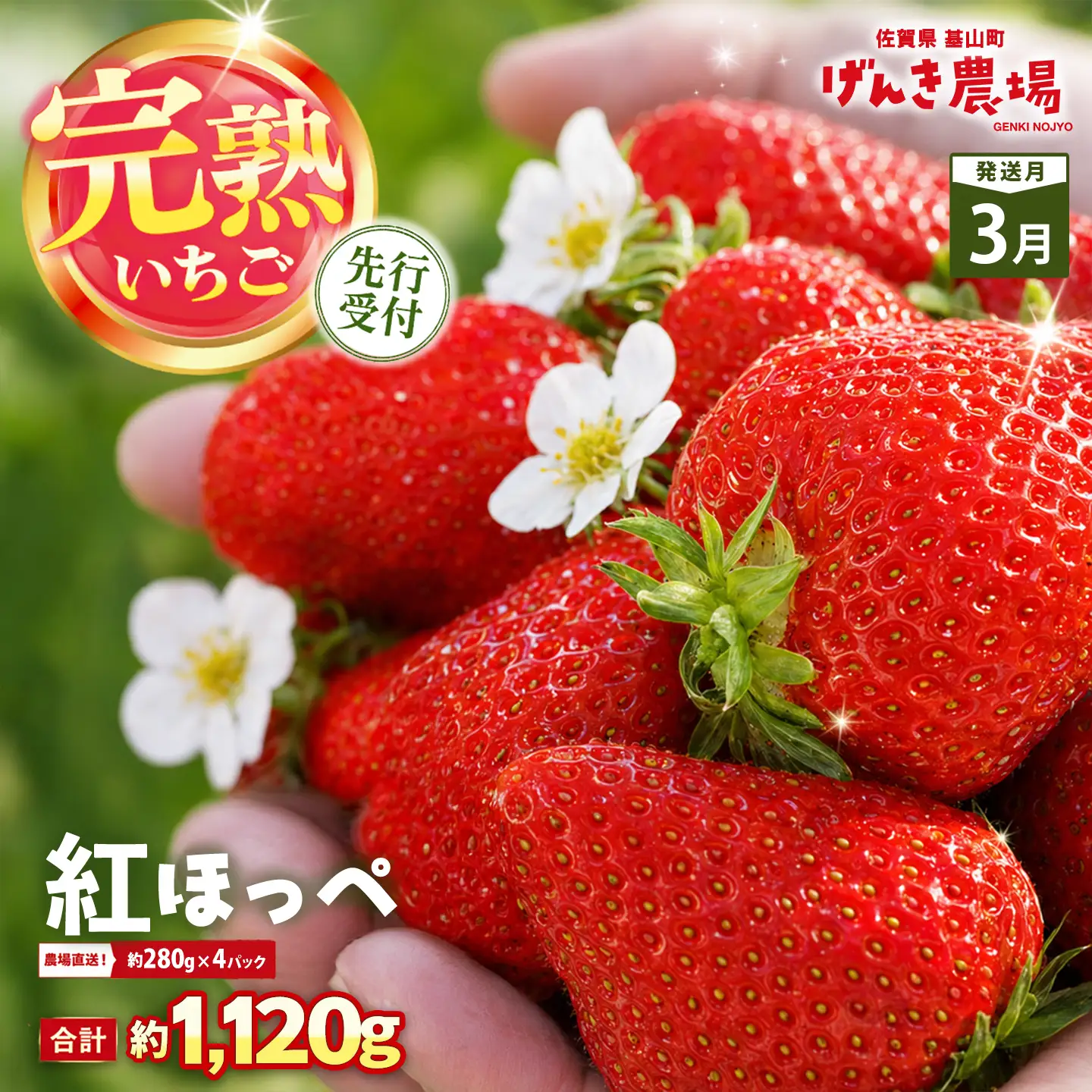 【2027年3月発送】【先行予約】【農場直送！】紅ほっぺ(約280g×4P) K100096