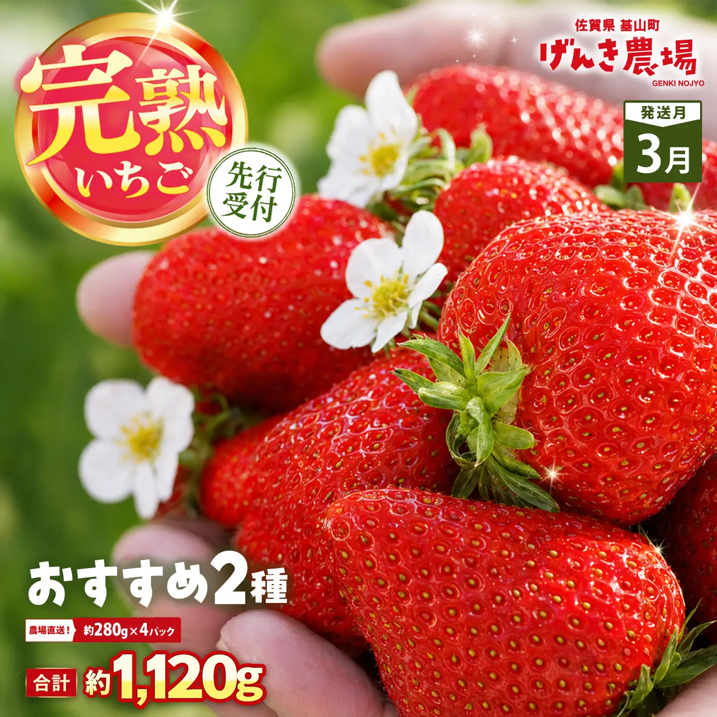 【2027年3月発送】【先行予約】【農場直送！】いちご2品種食べ比べ(約280g×4P) K100100