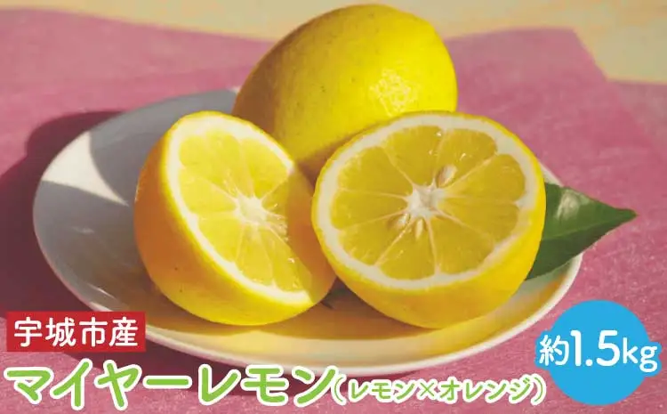 令和8年熊本地震復興支援  先行予約 マイヤー レモン 約1.5kg （レモン × オレンジ）【うちやま果樹園】【2026年11月上旬-2027年3月下旬発送予定】