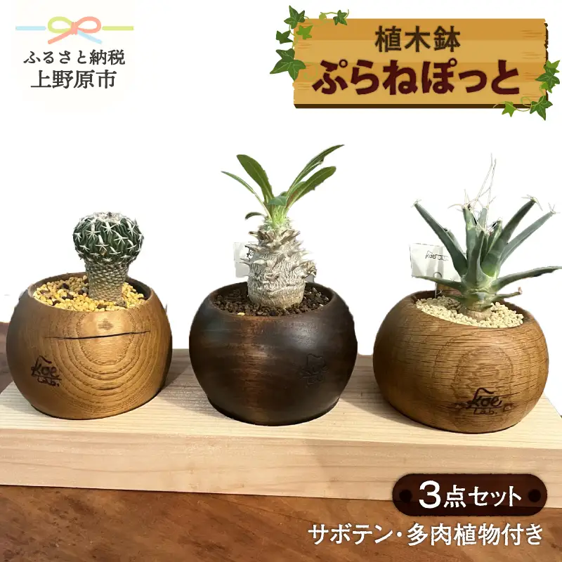 ぷらねぽっと　3点セット（サボテン・多肉植物付き）【植木鉢】